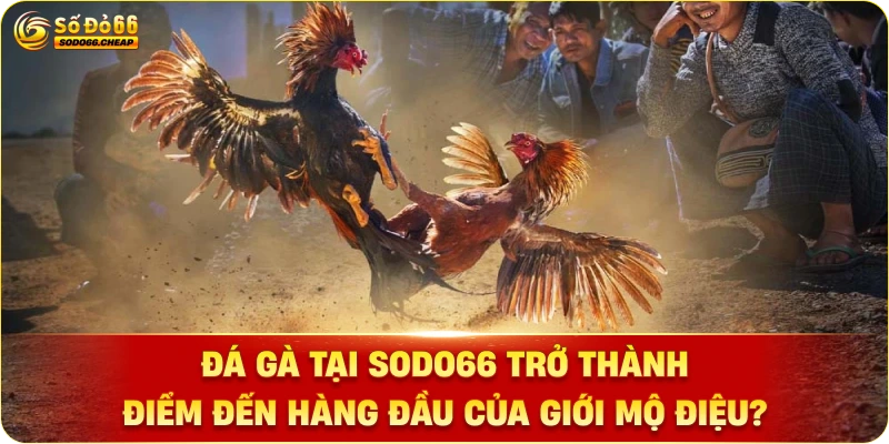 Đá gà tại sodo66 trở thành điểm đến hàng đầu của giới mộ điệu?
