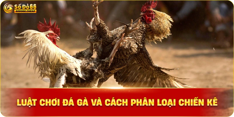 Luật chơi đá gà cựa sắt và cách phân loại chiến kê